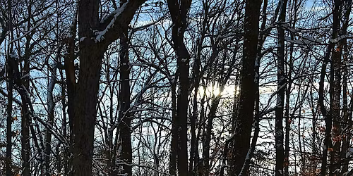 Tree Time: Winter Solstice I