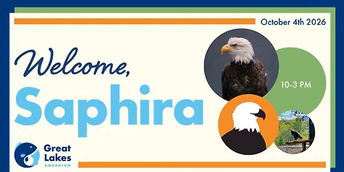 Welcome, Saphira!