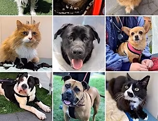 Trivia Quiz for Pets in the Park