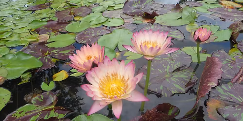 Summer Showcase Sale