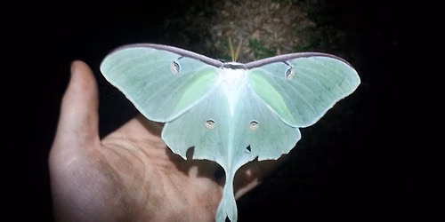 Pollinators of the Night