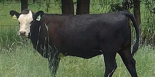 Richland Co. Cattlemen Educational Meeting