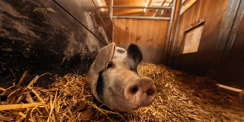 Tieraktionstag und Greifvogelflugshow