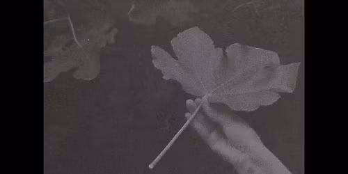 Let's Talk About: Developing Film with Plants