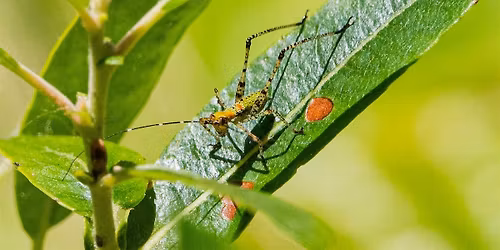 Spreckels Hill BioBlitz