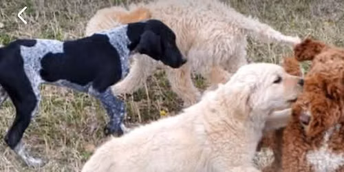 Puppy socializing