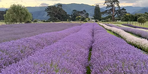 Pick your own Lavender - 21 December 2025