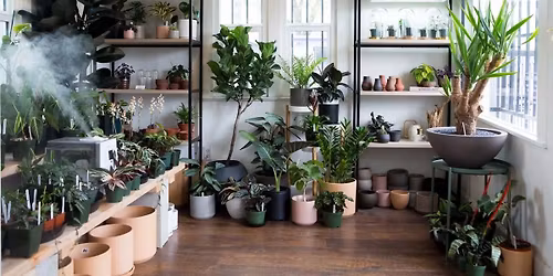 Houseplants 101 with Rosey Melucci