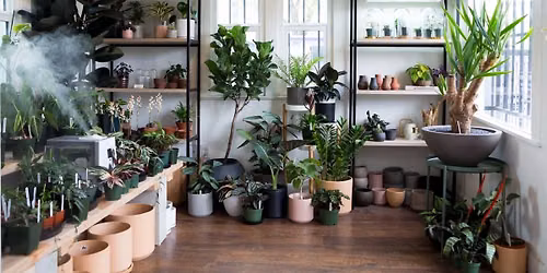 Houseplants 101 with Rosey Melucci