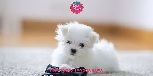 Puppy Yoga by Yoga Kawa Toronto Maltese Puppies