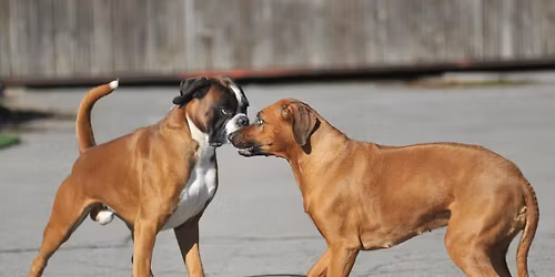 Spr\u00e5kseminar | Asker | Lundqvist hundeskole - Ingerid og Vegard \u00d8ksnevad | Poverud Poter