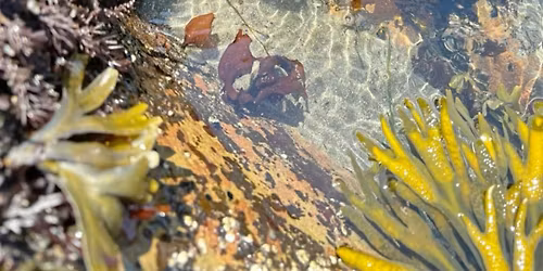 Trail Chats: Intertidal Walk Edition (Women-only)