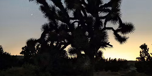 Twilight Nature Walk