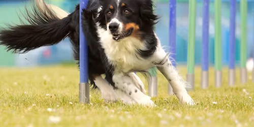 Agility-Sommer 