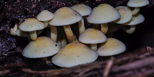 After Dark: UV Fungi Walk