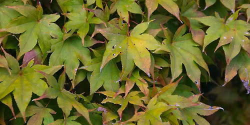 Veteran's Day Forest Bathing \u2014 Tuesday, November 11