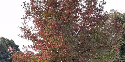 Cannizaro's Conifer Collection