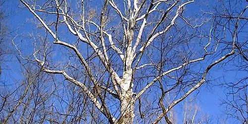 Eliza Howell Park - Identifying Trees in Winter