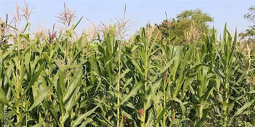 Milpas: Ancient Indigenous Agriculture in the Southeastern U.S.