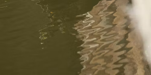 Enjoy Your Pond (November 8th, 2025)