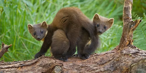 Talk for tourism & hospitality workers; the Two Moors pine marten project