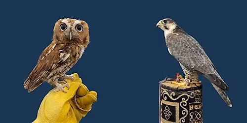 Wildlife Education: The Raptory (LIVE BIRDS)