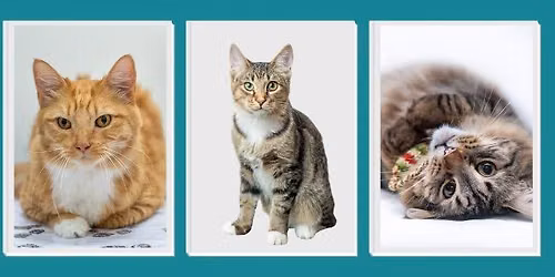 Kitty Revolution Meet and Greet
