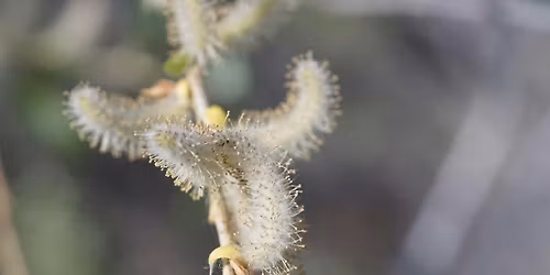 From Gardens to Forests: How Plants Travel