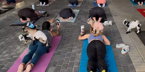 Baby Goat Yoga @ Florida Place Food Trucks