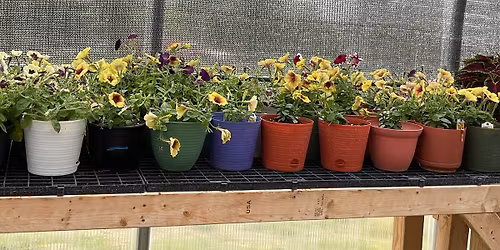 Plant sale!