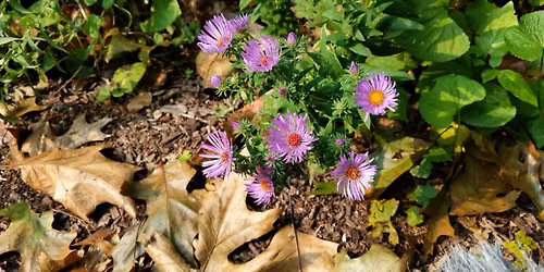 Classic Asters and Their Colorful Companions with Mary Anne Borge