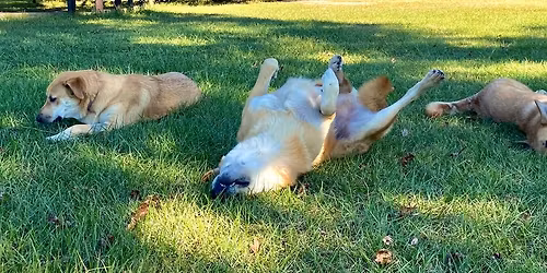 COA Chinook National Specialty in Ocala, Florida