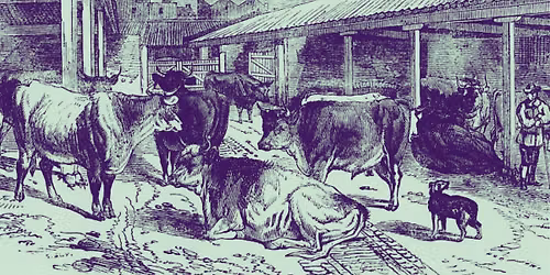 Archives Drop-In: Animals!