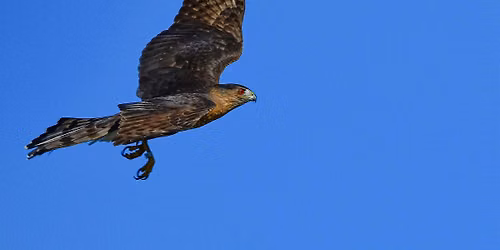 Birding Desert Reservoirs and Bennett Mountain