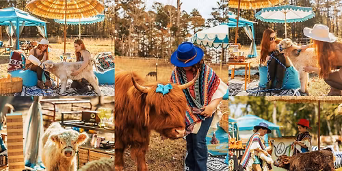 The Shaggy Cow Lounge & Cabanas w\/ Fluffy Highland Cows! | Middleburg, FL