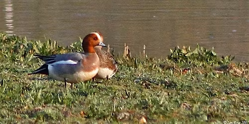 Waterfowl - Identification of Ducks, Geese and Swans with Nathan Long