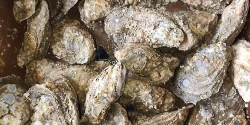 Low Country Boil and Oyster Roast