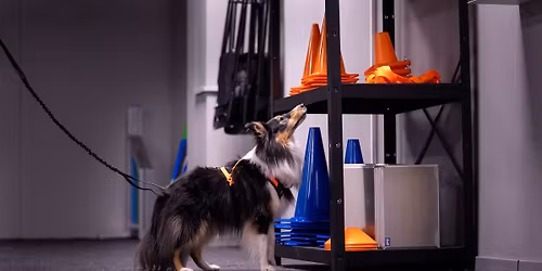 Kurs i Nosework med Ellen Alexander