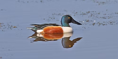 Wild Walk - Winter Wildfowl Walk at Cossington Meadows