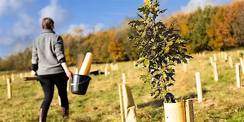 Citizen Forester Tree Planting & Maintenance, Haslam Park, Bolton