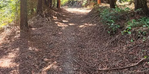 Manutuke Trail run