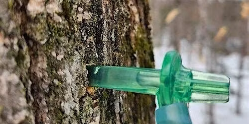 Curriculum Workshop: Maple Sugaring in a Changing Climate - Portland Area