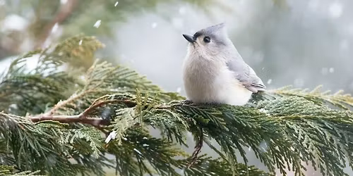 Holcombe: Christmas Bird Count