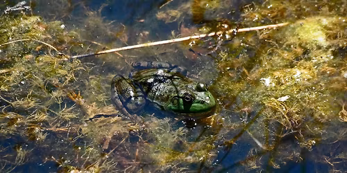Night of the Frogs @ Camp Shabbona Woods