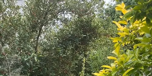 Introduction to Growing and Using Medicinal Herbs