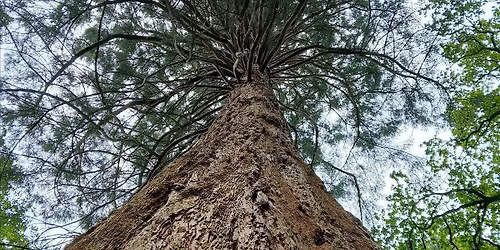 Embracing Winter - Forest Bathing