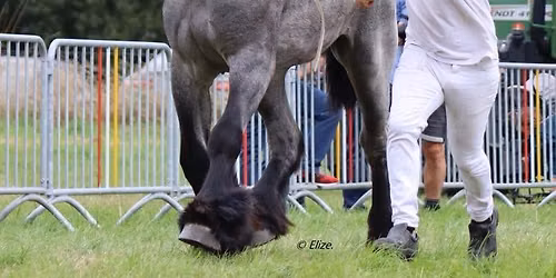 Vlaams kampioenschap voor Belgische trekpaarden