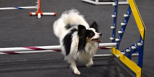 Small Dog Playgroup