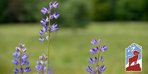 Wildflowers of Rocky Mountain National Park: Montane and Subalpine