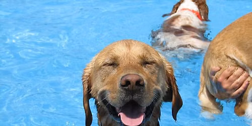 Pooch Pool Party